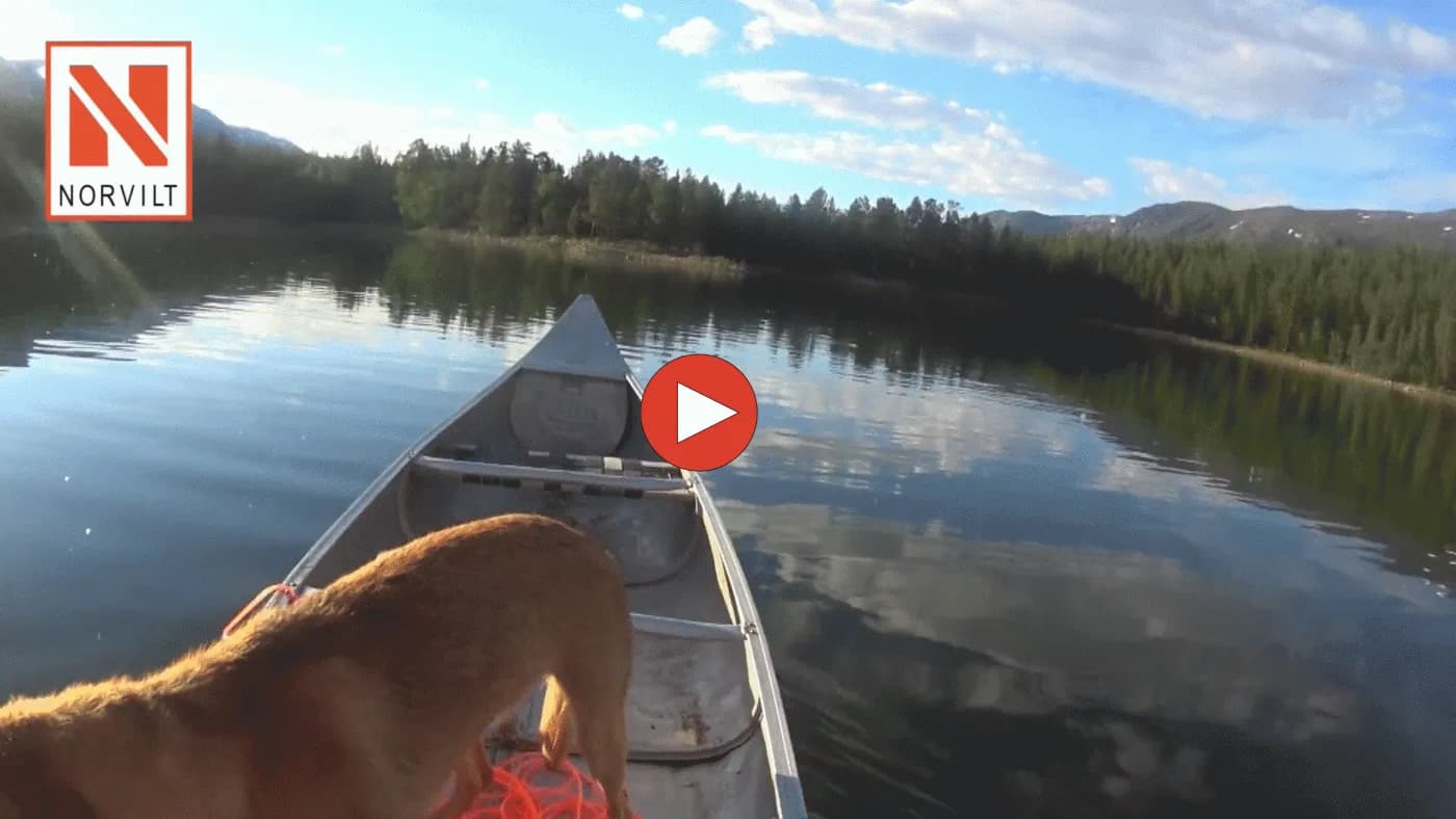 Trening på land, vann og båt med russisk støver og parson russell terrier