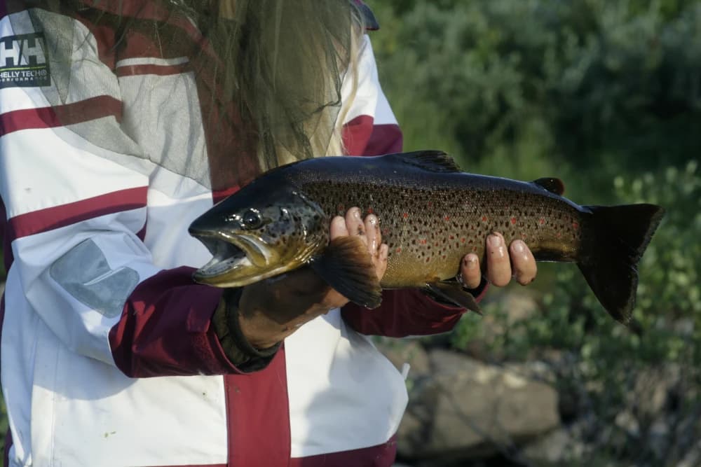 Fly fishing for trout in a river on the Finnmark plateau